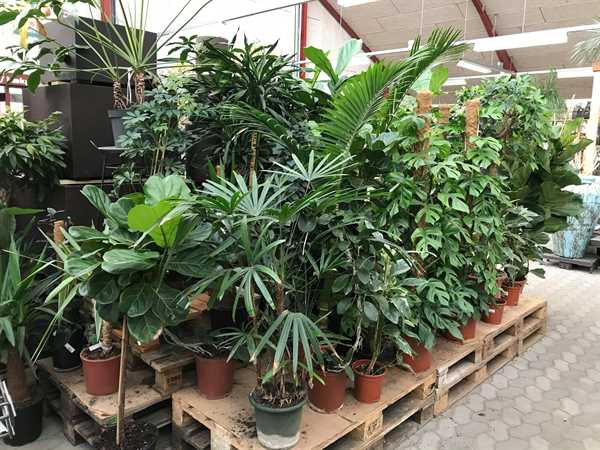 Stueplanter i planteskolen